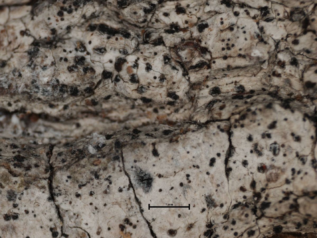Arthonia subexcedens image