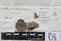 Arthonia subastroidella image