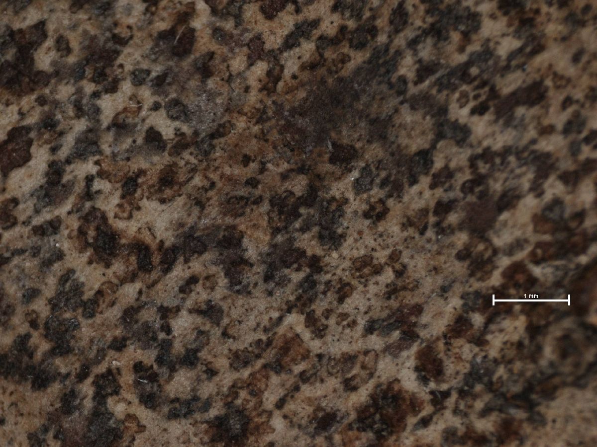 Arthonia subastroidella image