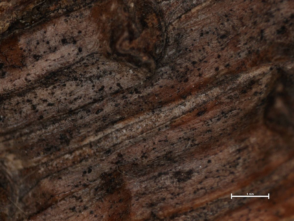 Arthonia subminutissima image