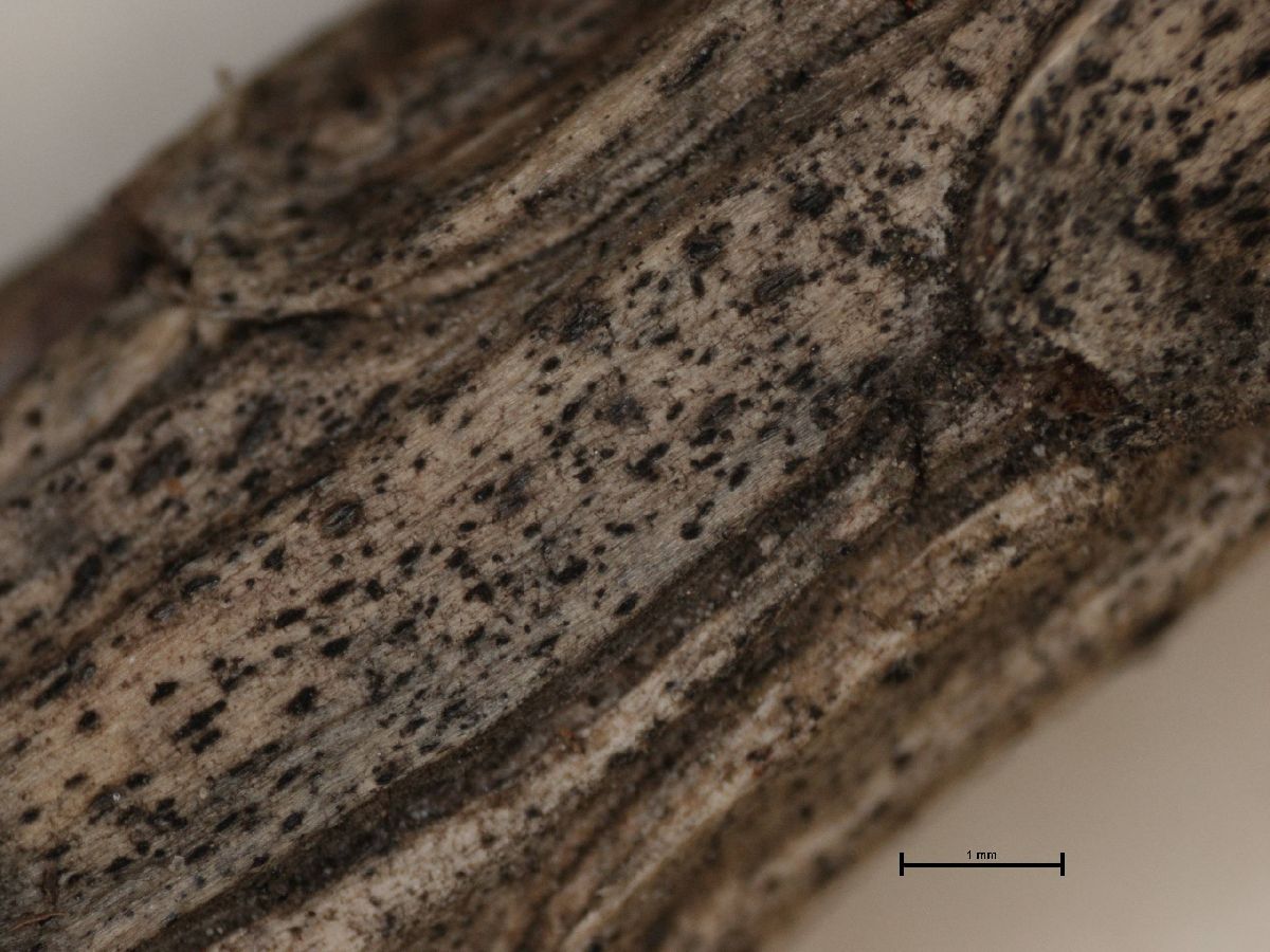 Arthonia subminutissima image