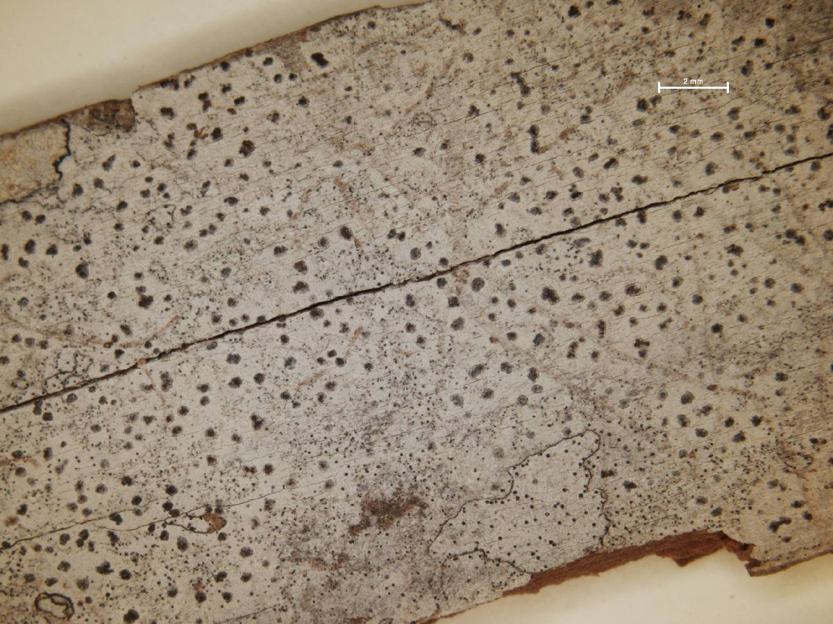 Arthonia subdiffusa image