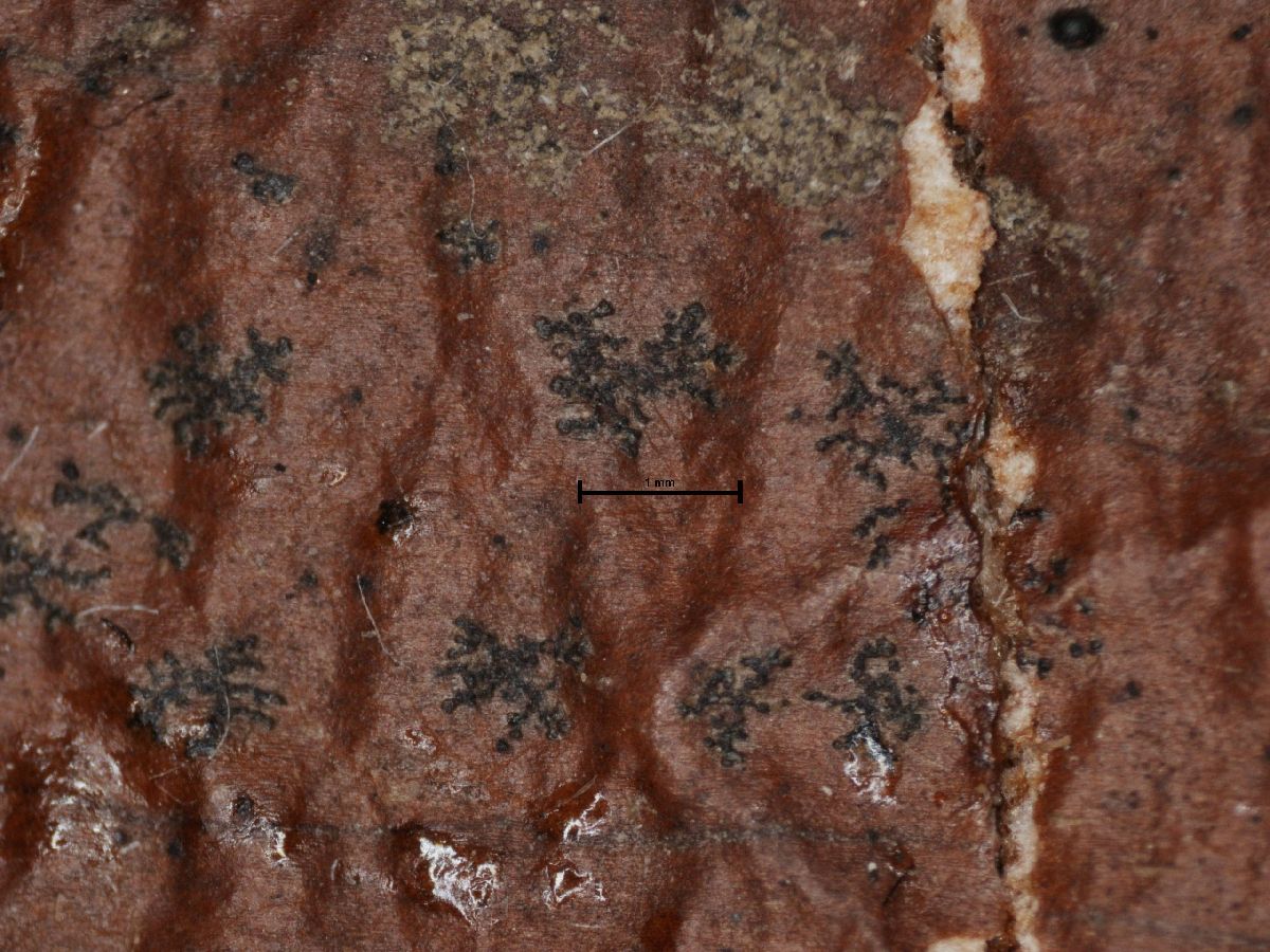 Arthonia subminutula image
