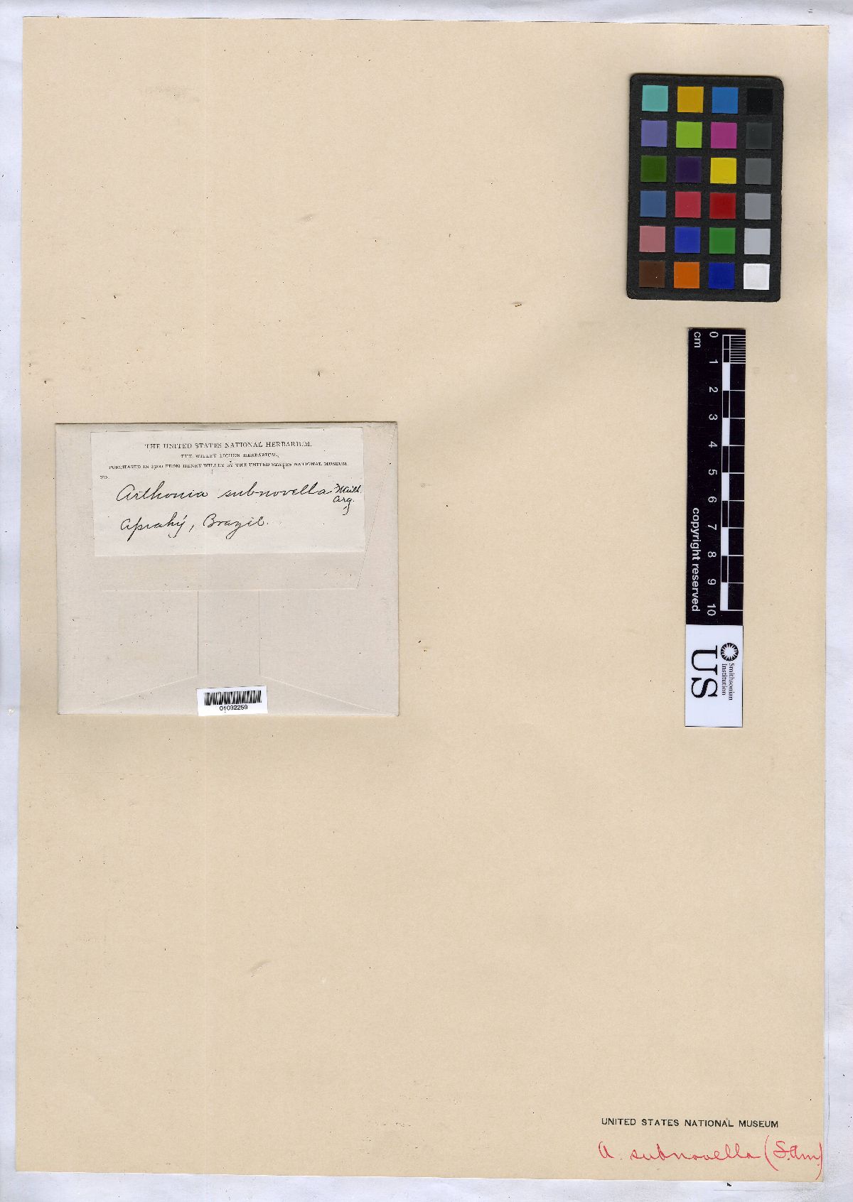 Arthonia subnovella image