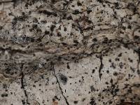 Arthonia subexcedens image