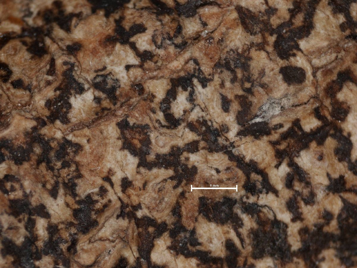 Arthonia substellata image
