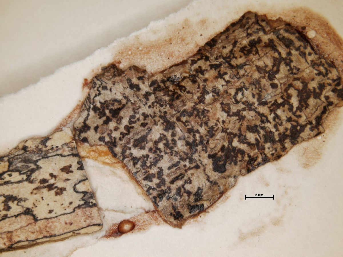 Arthonia substellata image