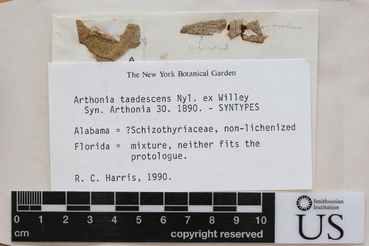 Arthonia taedescens image