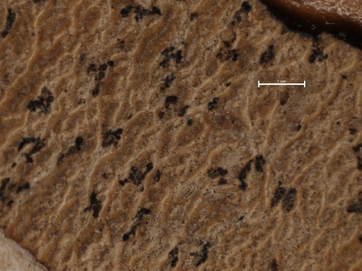 Arthonia taedescens image