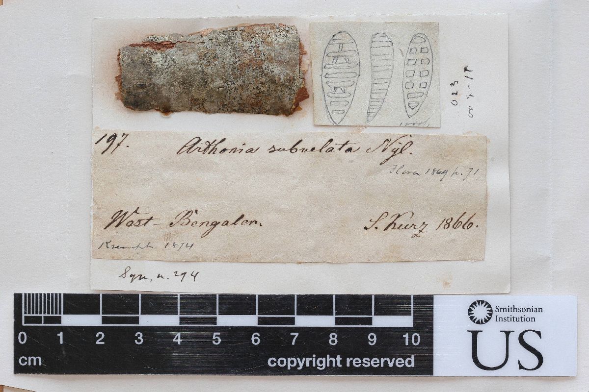 Arthonia subvelata image