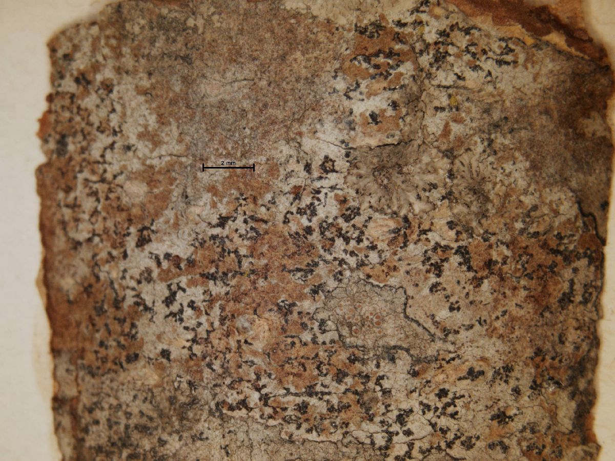 Arthonia subvelata image