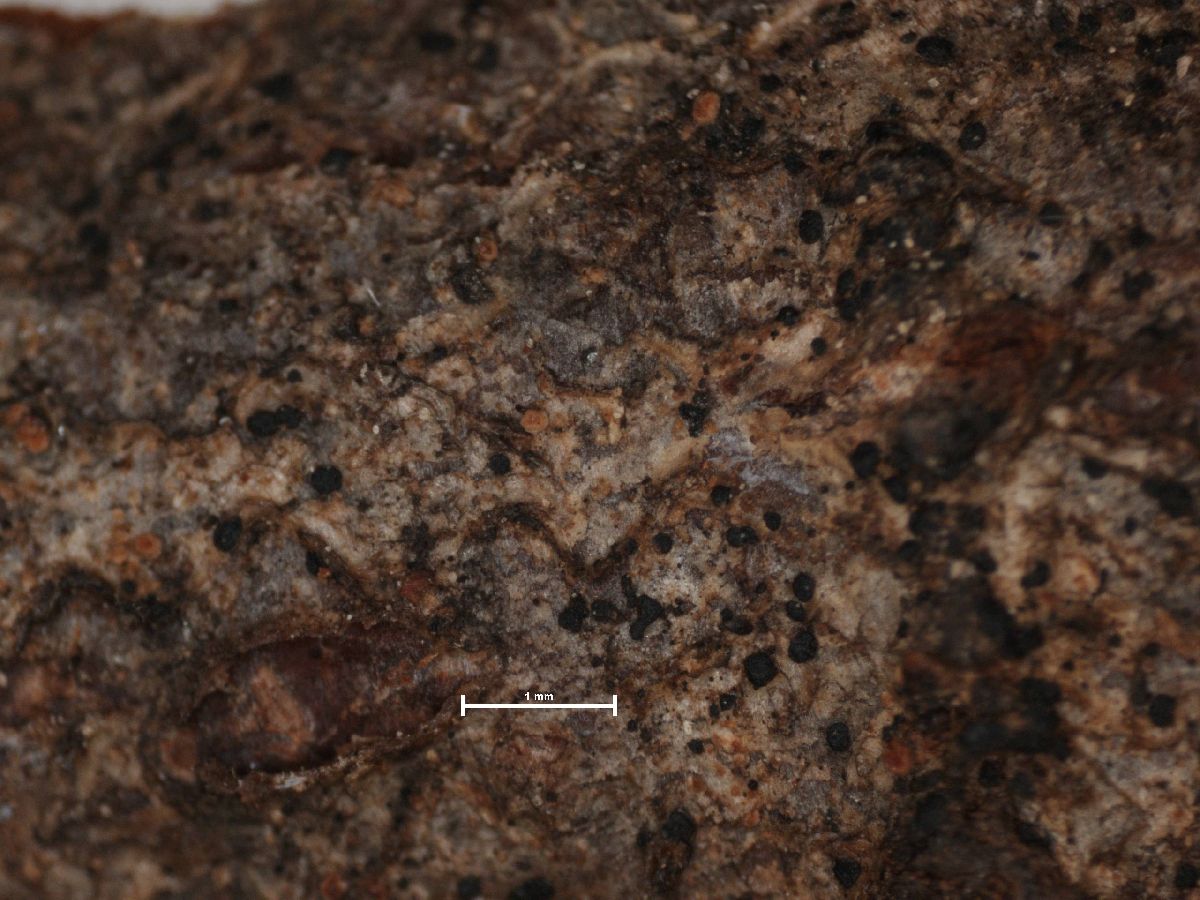 Arthonia tenellula image