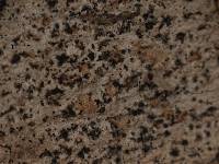 Arthonia torulosa image
