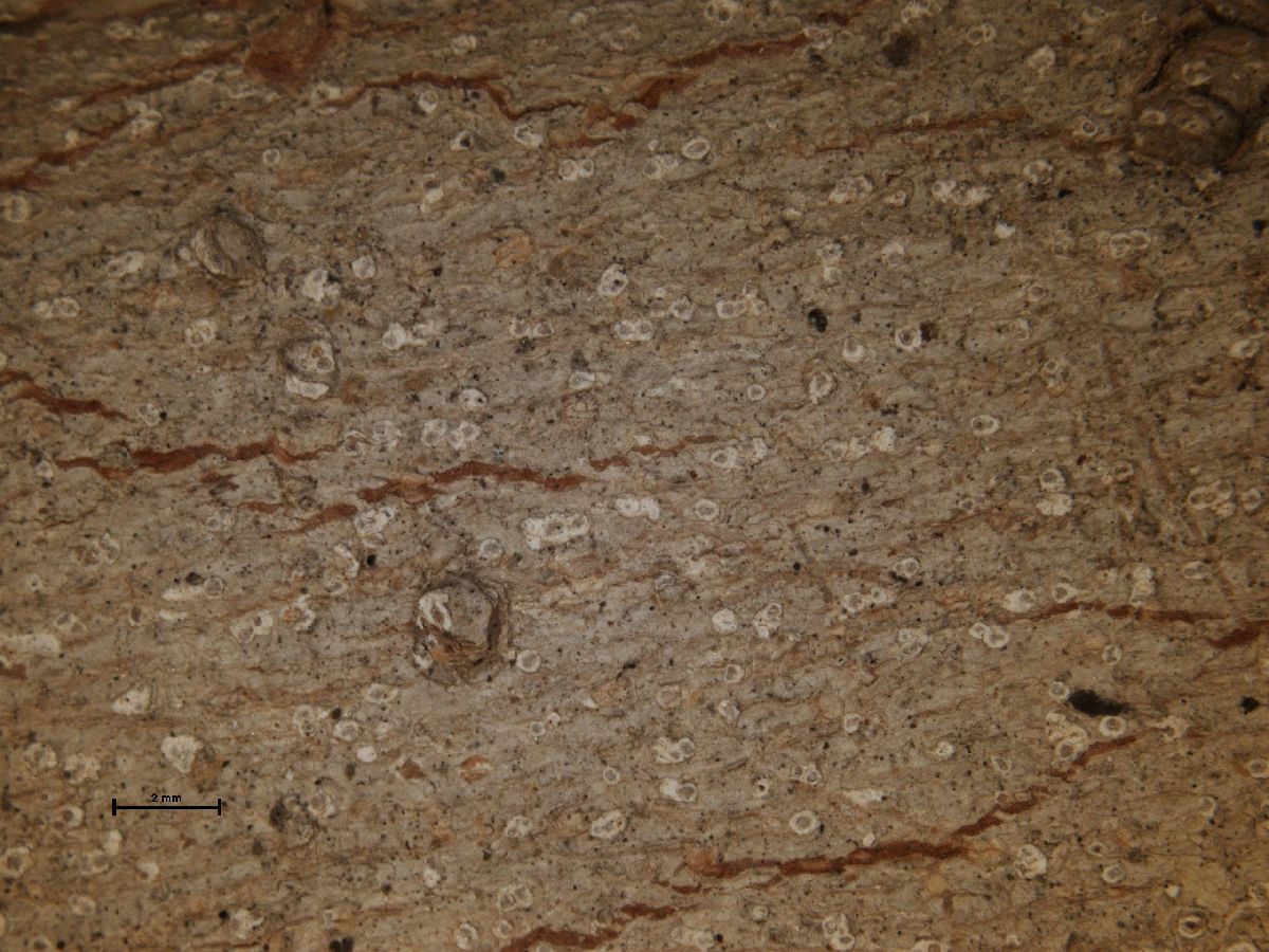 Arthonia torulosa image
