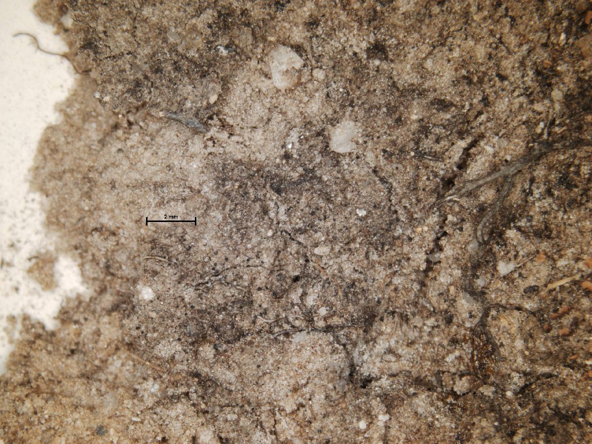 Arthonia terrigena image