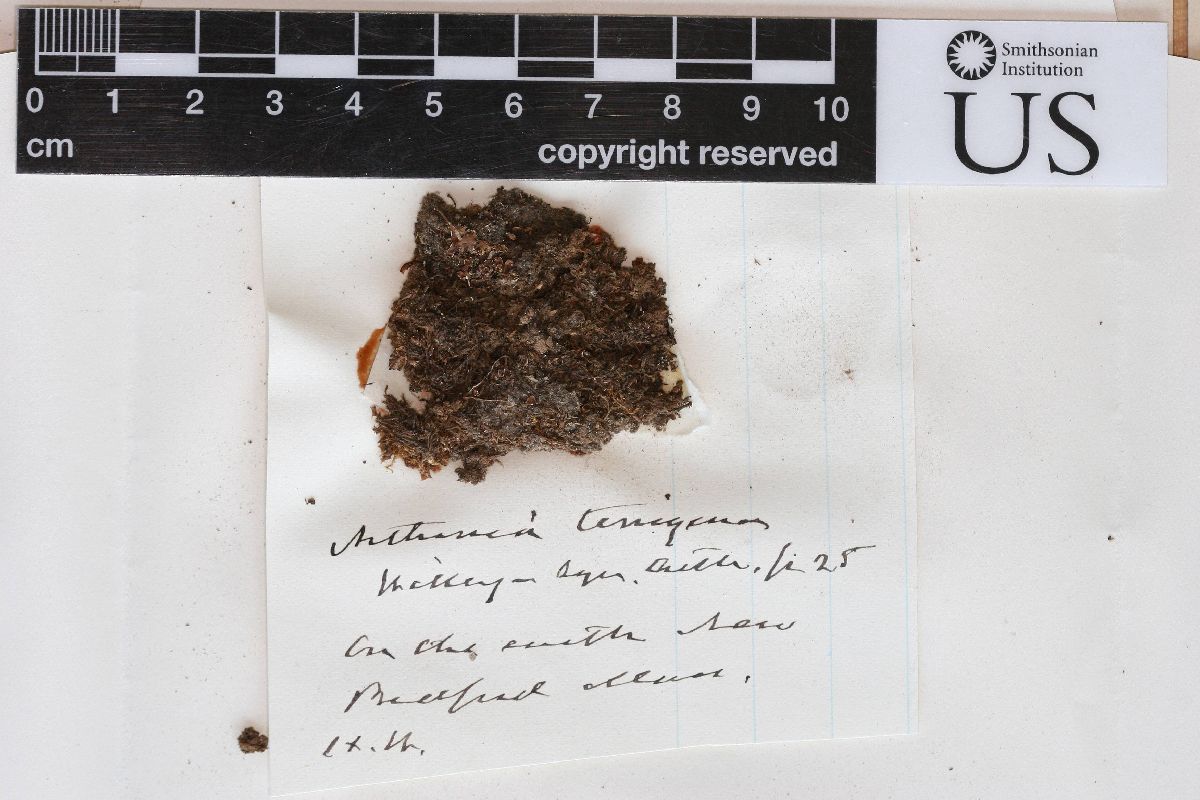 Arthonia terrigena image