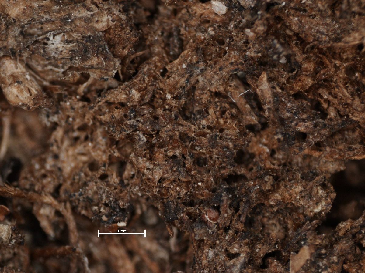 Arthonia terrigena image