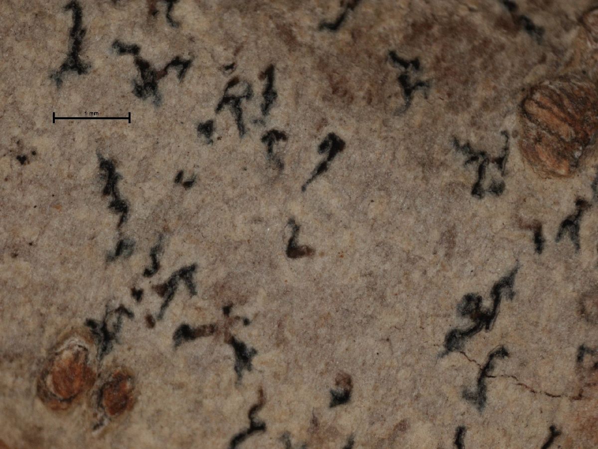 Arthonia tetramera image
