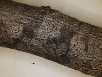 Arthonia tetramera image