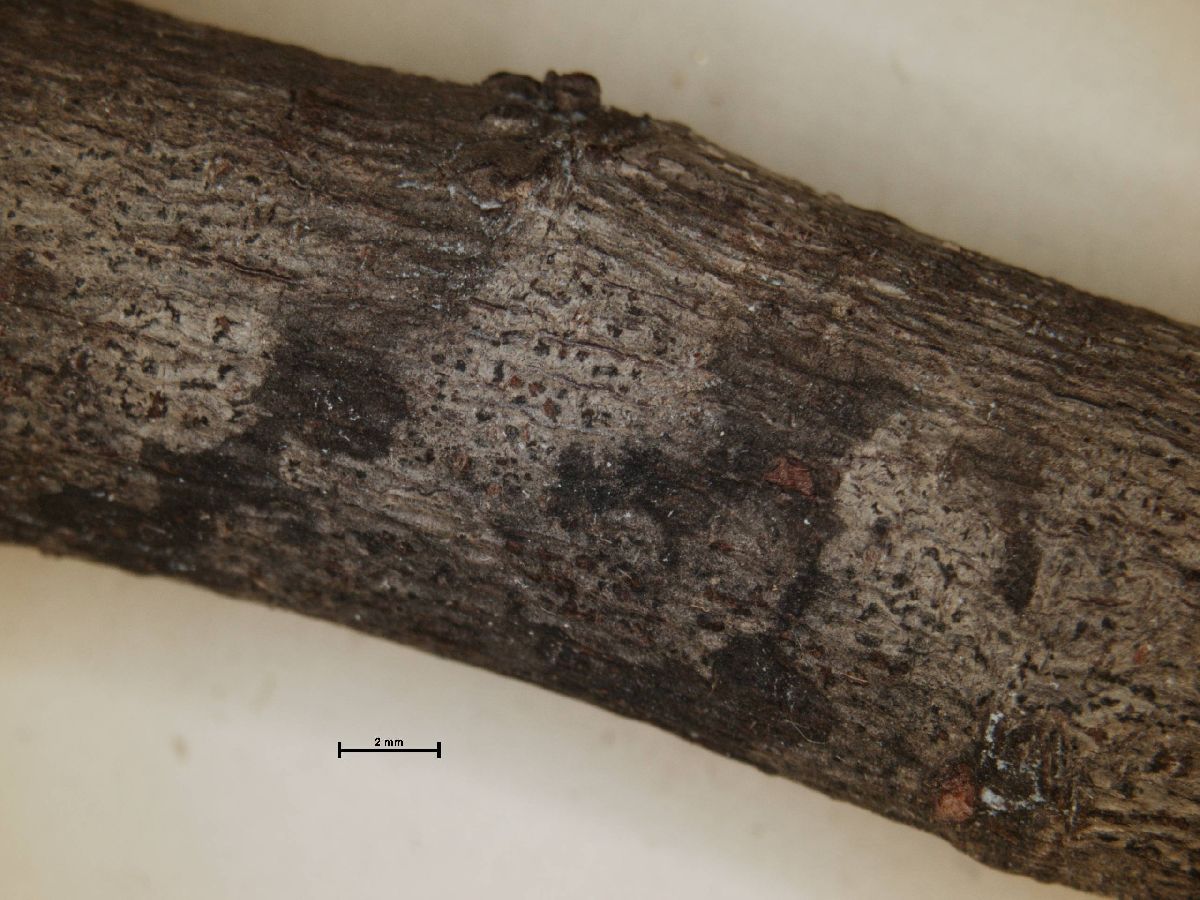 Arthonia tetramera image