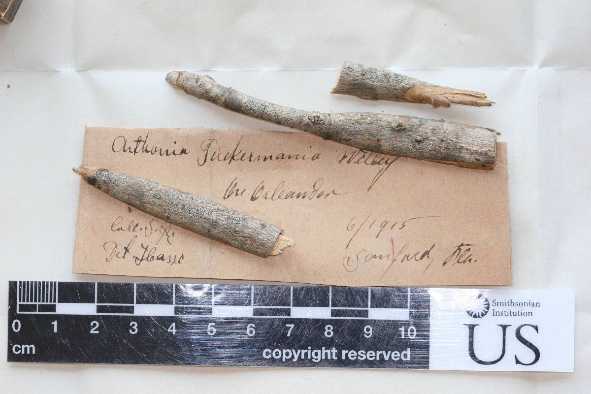 Arthonia tuckermaniana image