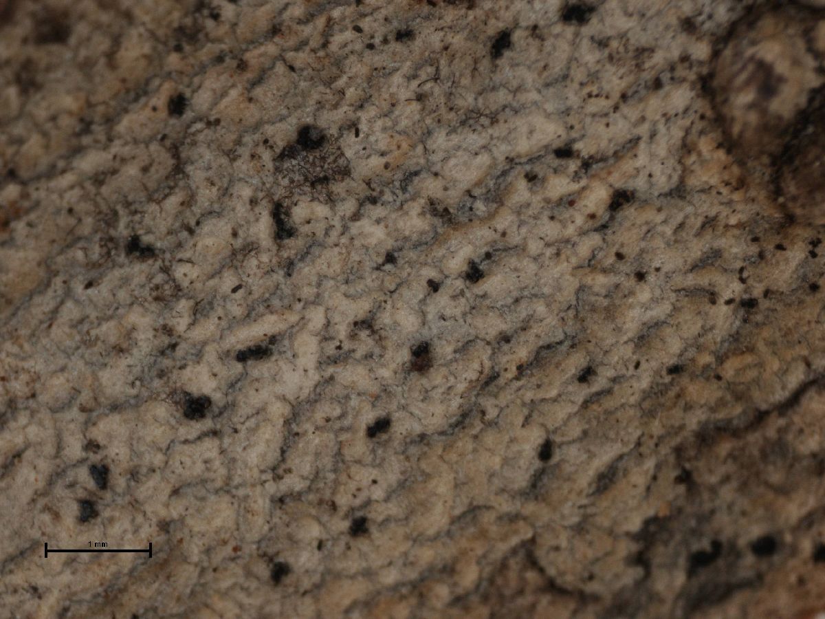 Arthonia torulosa image