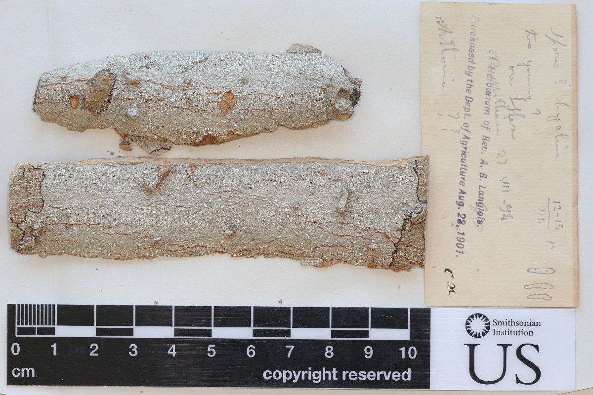 Arthonia torulosa image