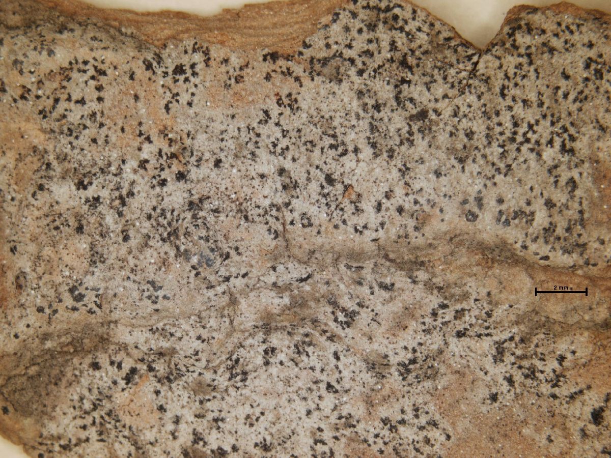 Arthonia turbidula image