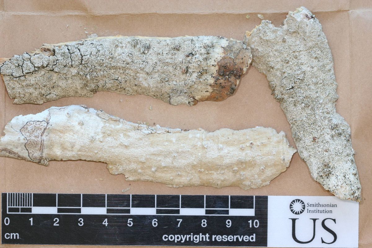 Arthonia undenaria image