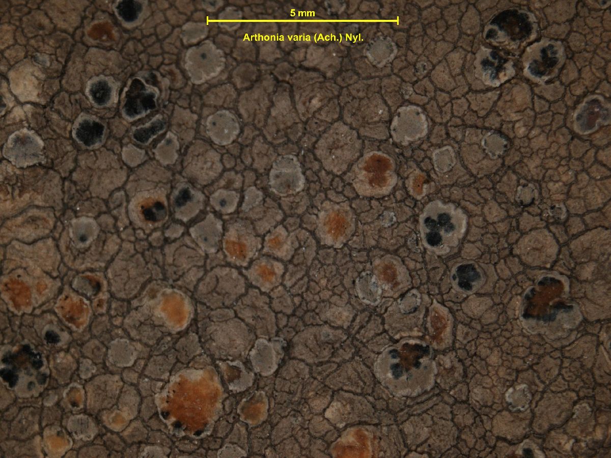 Arthonia varians image