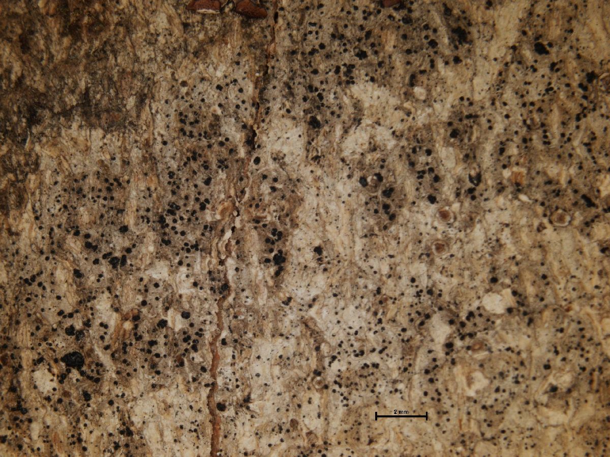 Arthonia varians image
