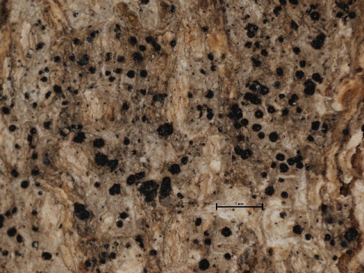 Arthonia varians image