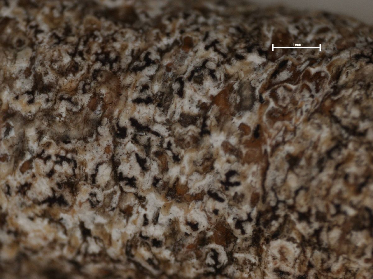 Arthonia variella image