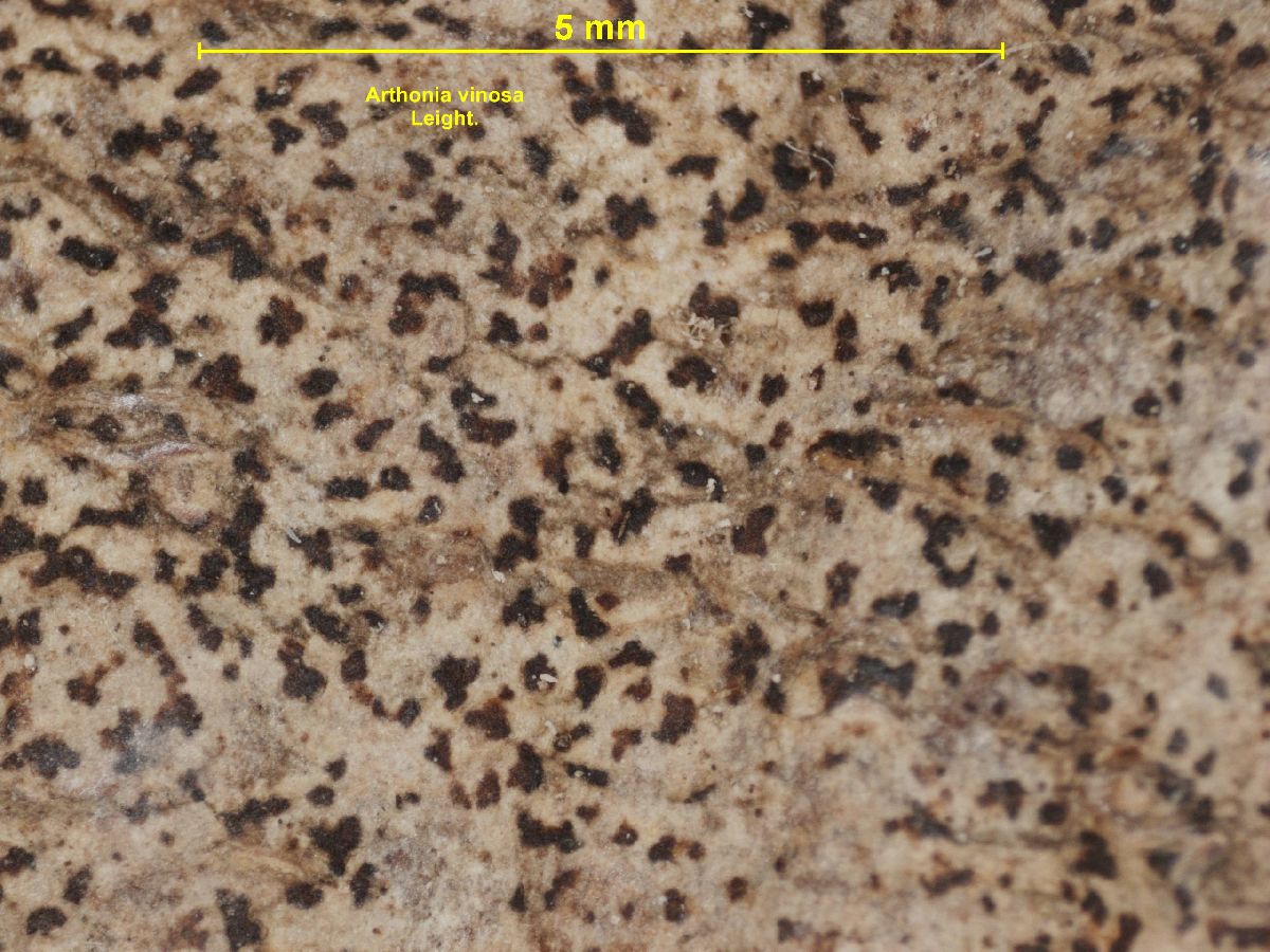 Arthonia vinosa image