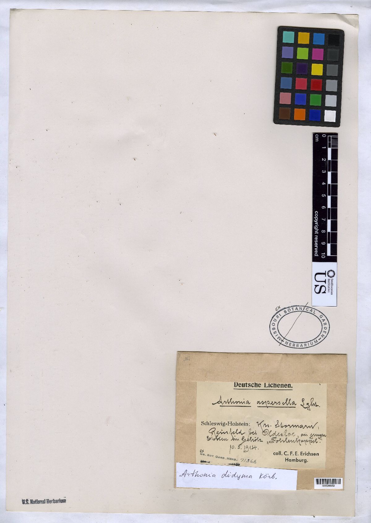 Arthonia vinosa image