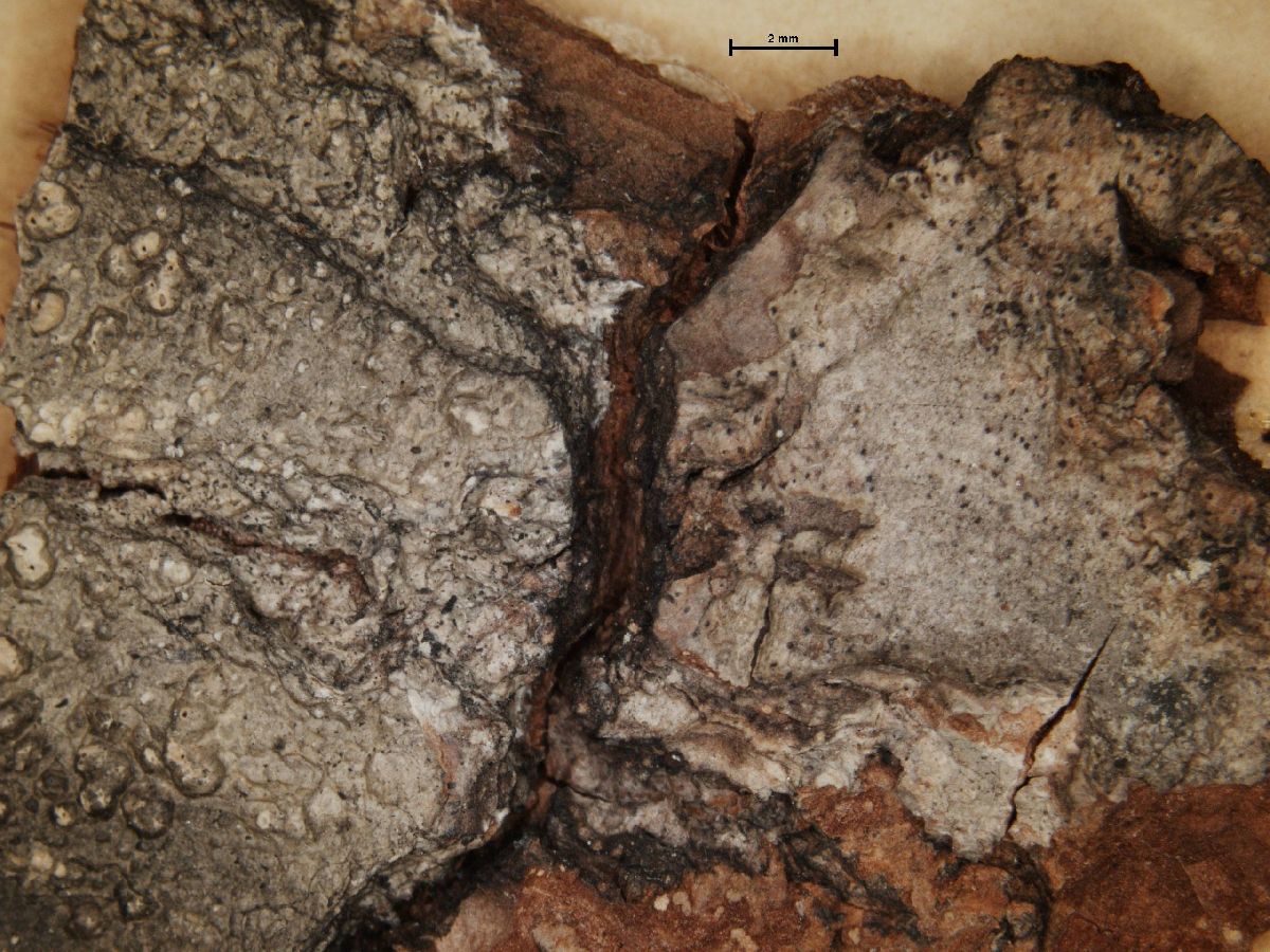 Arthonia vinosa image