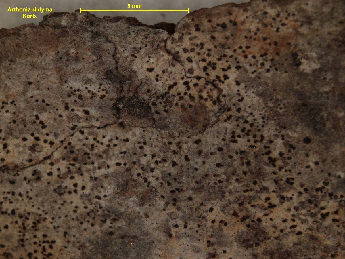 Arthonia vinosa image