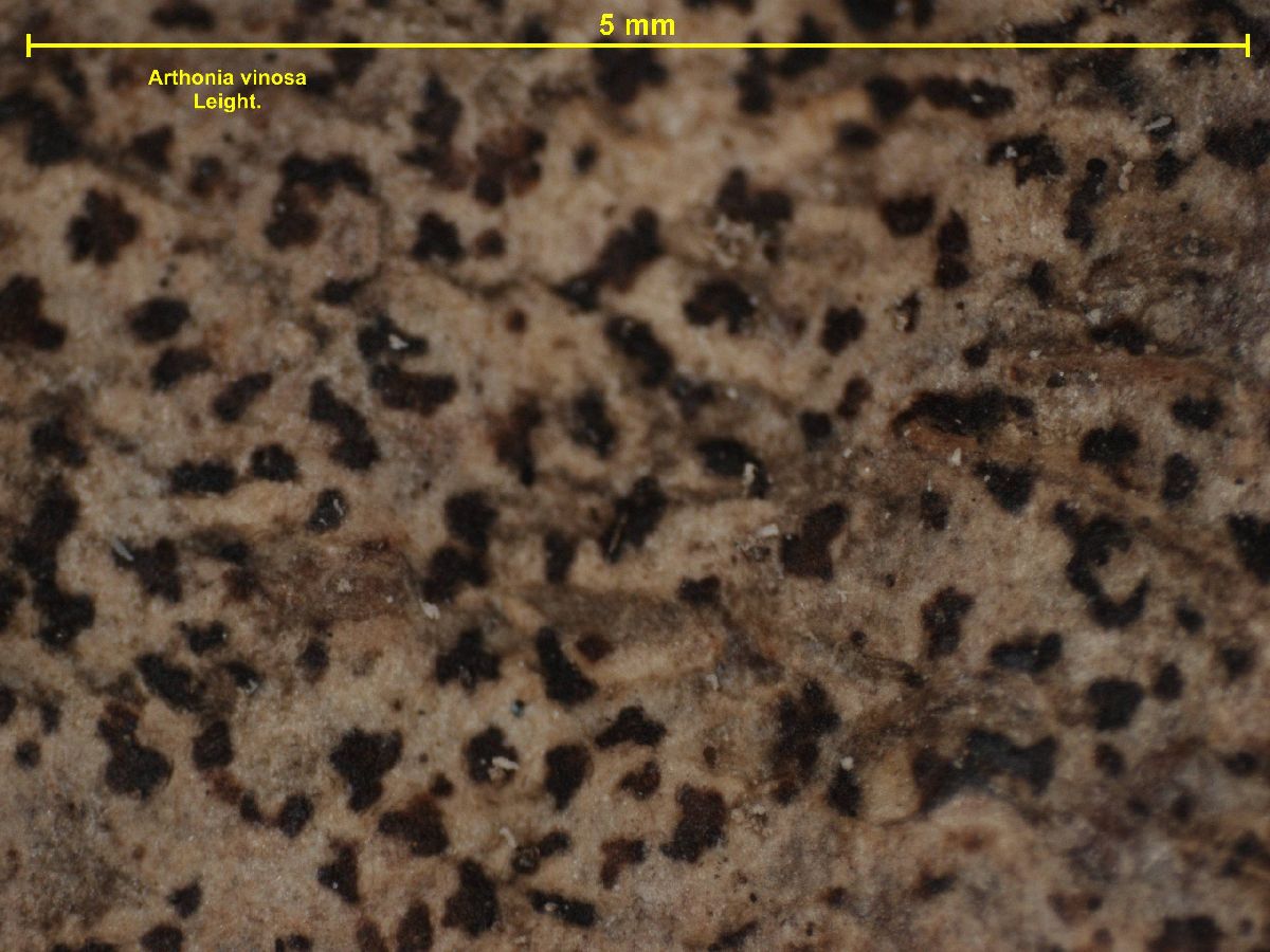 Arthonia vinosa image