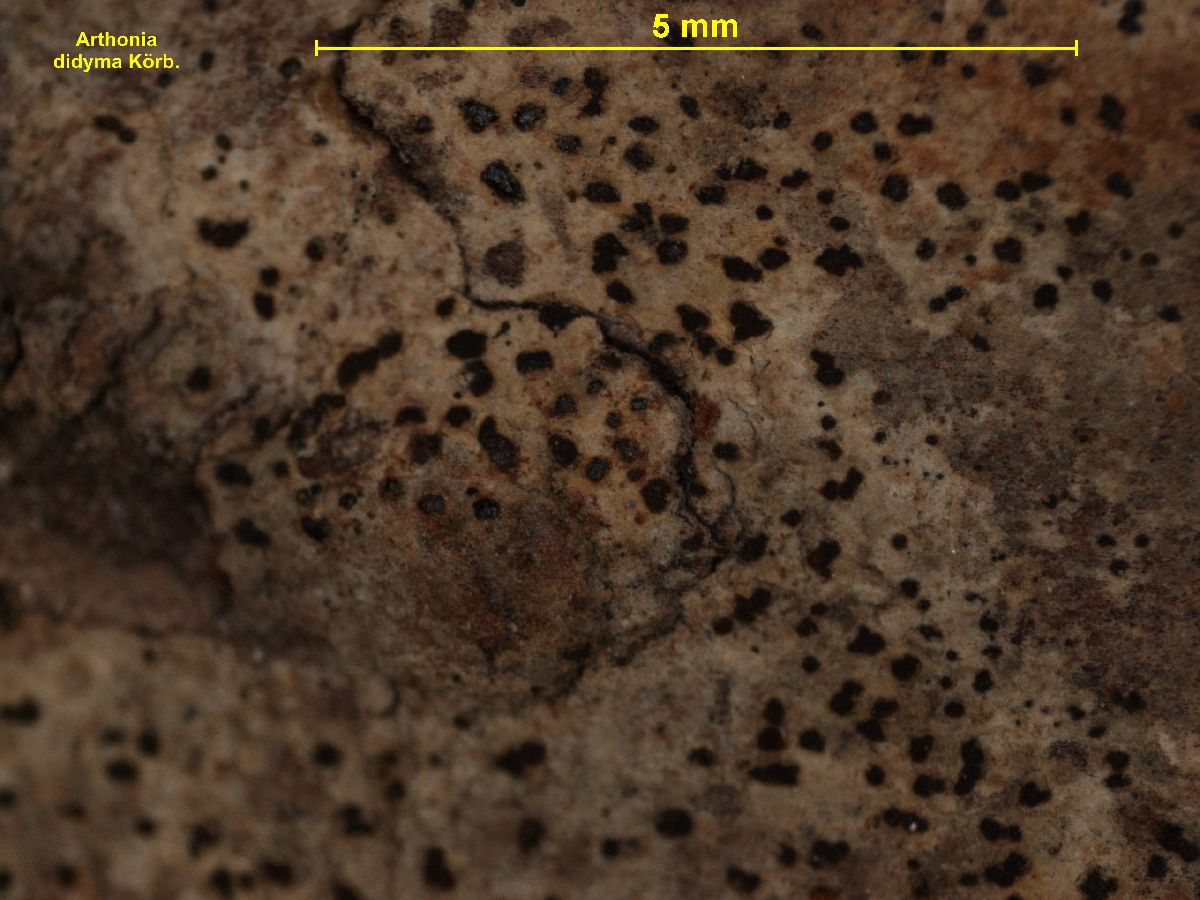 Arthonia vinosa image