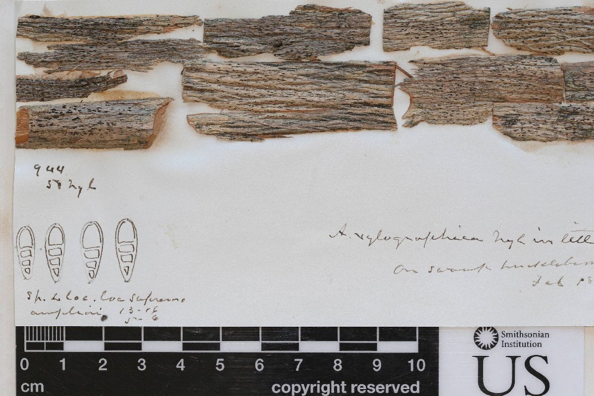 Arthonia xylographica image