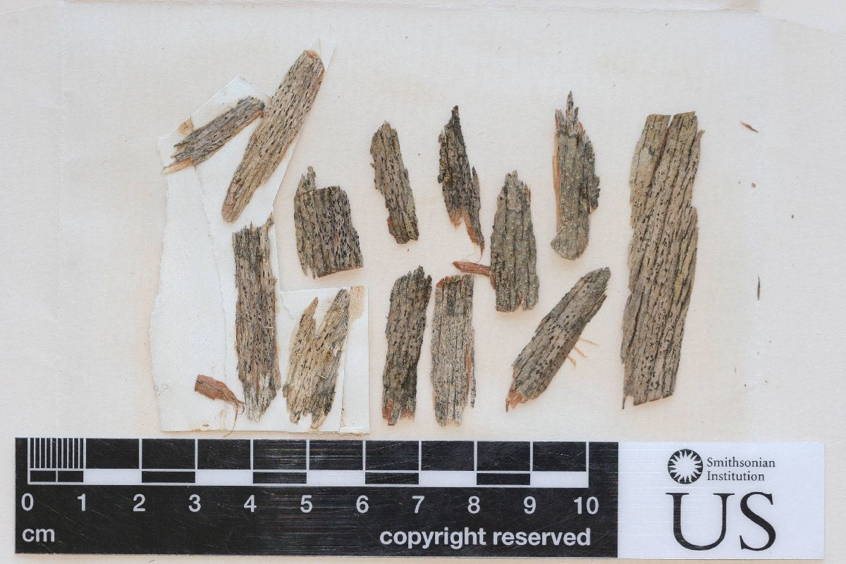Arthonia xylographica image