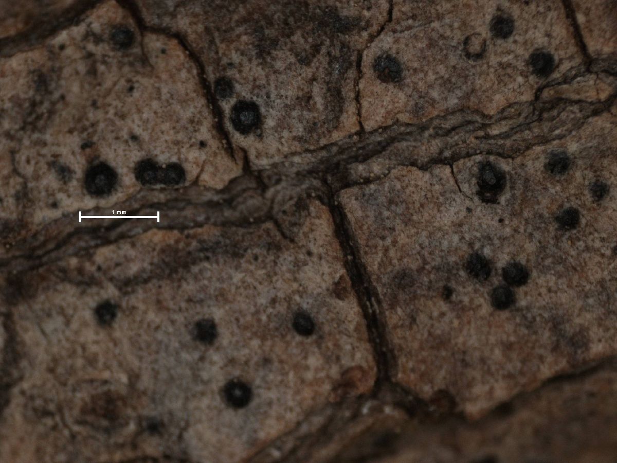 Arthopyrenia cinchonae image