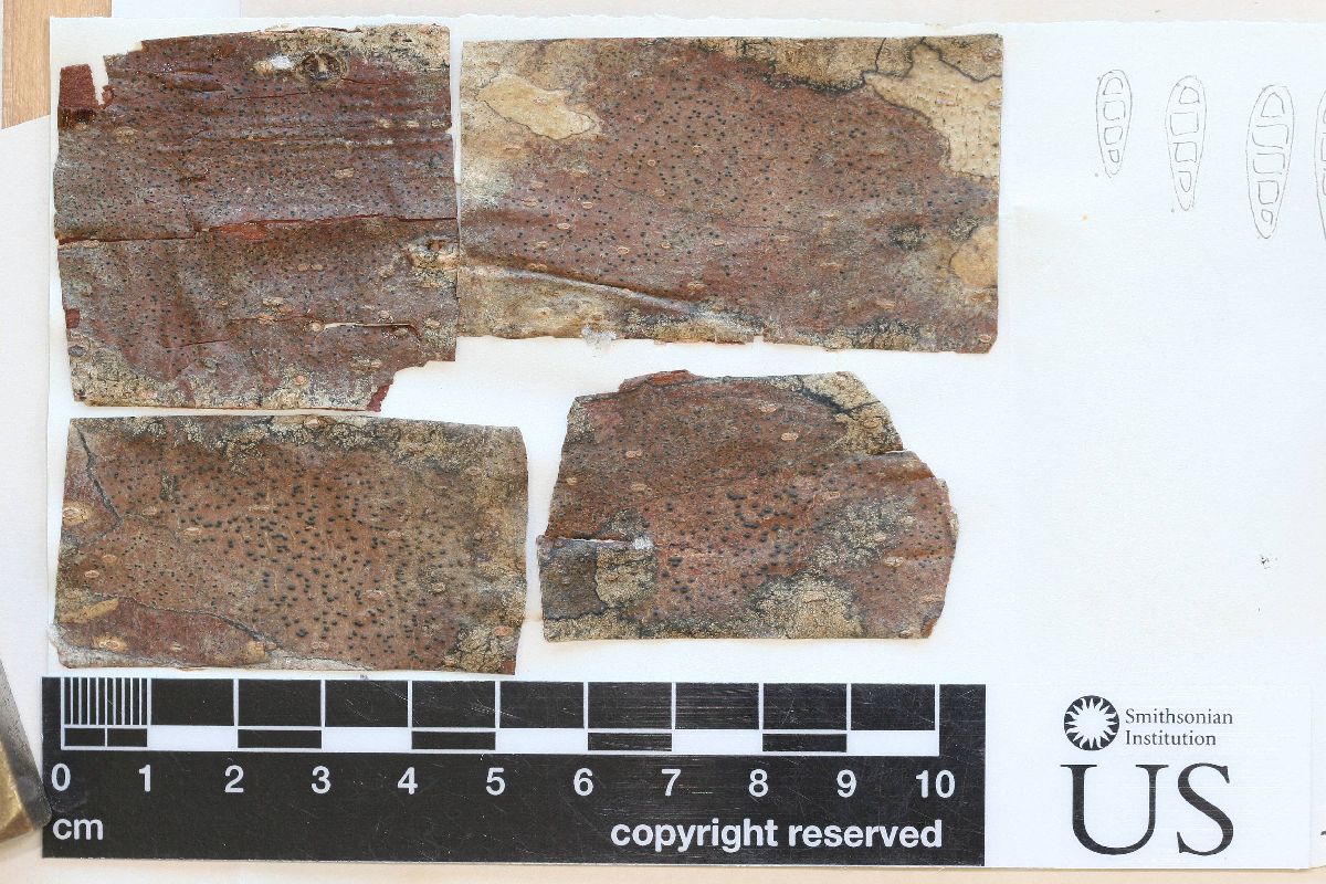 Arthopyrenia image