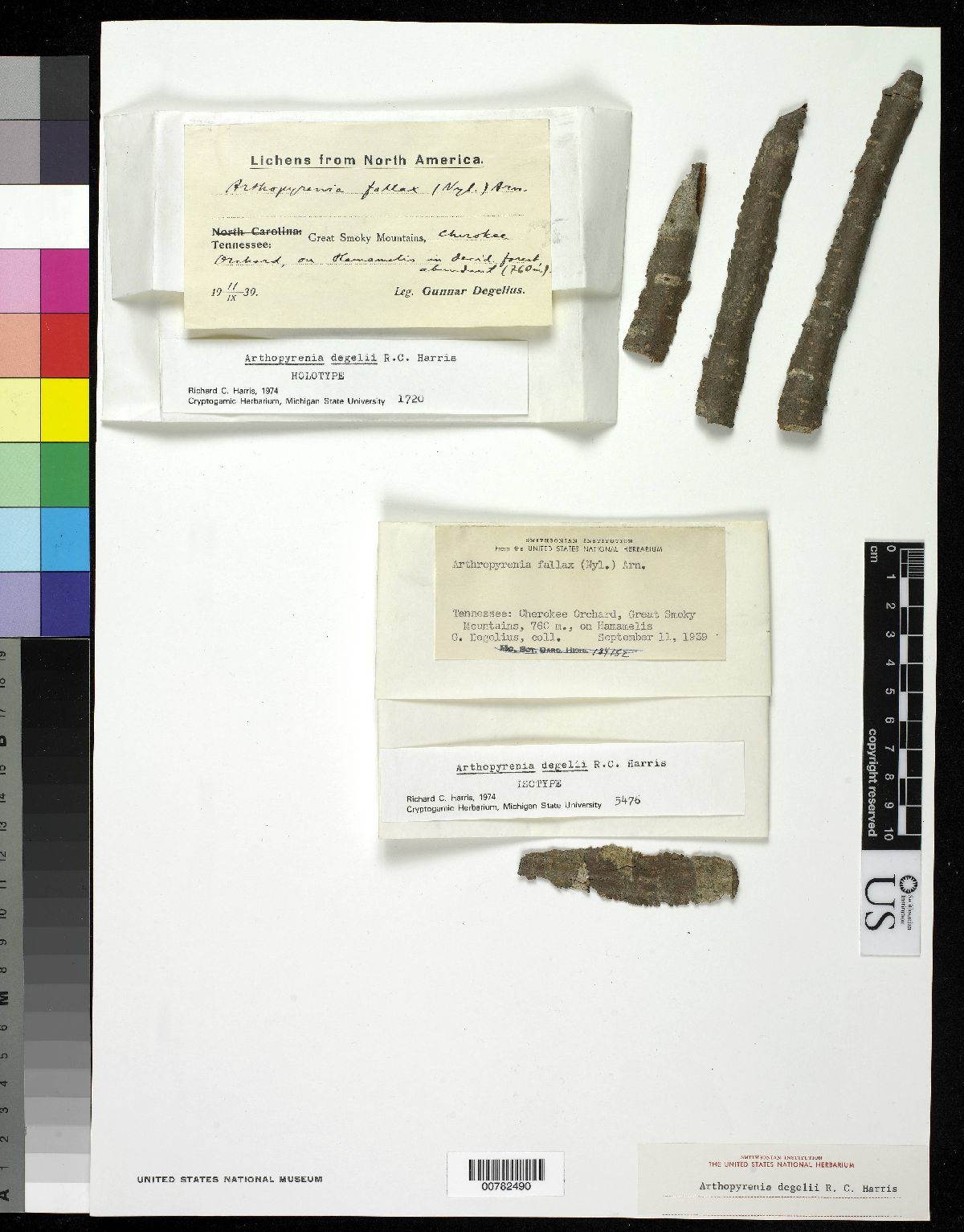 Arthopyrenia degelii image