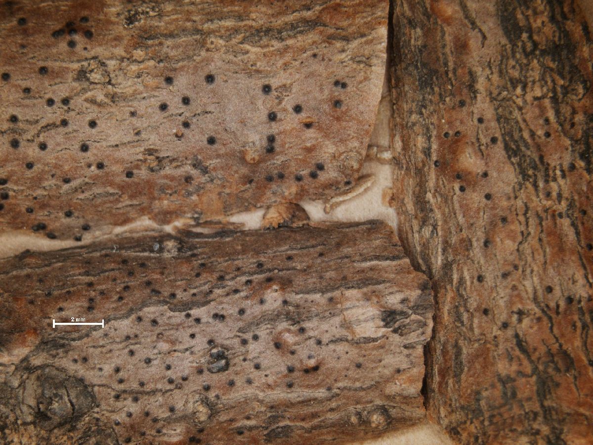 Arthopyrenia fraxini image