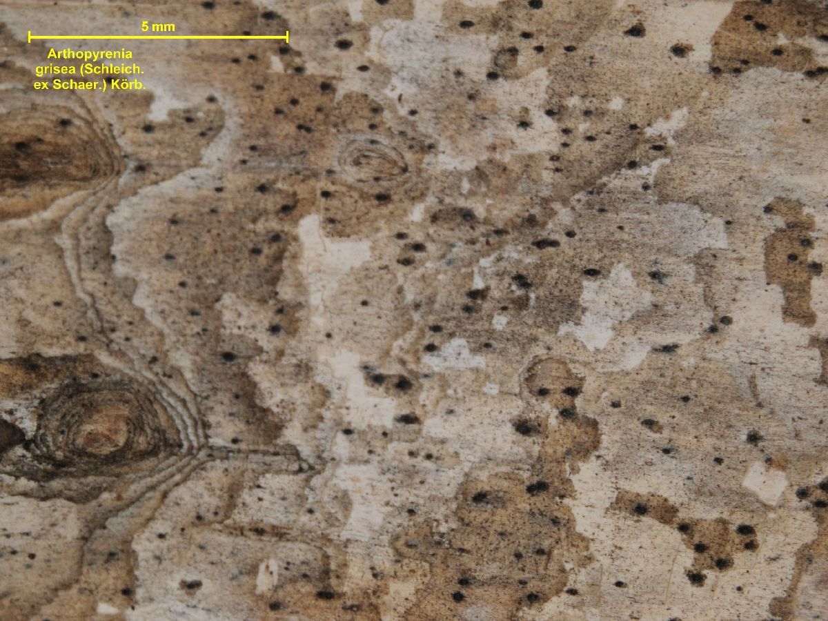 Arthopyrenia grisea image