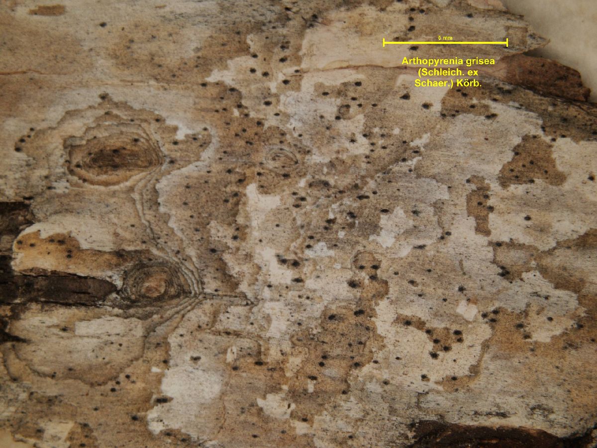 Arthopyrenia grisea image