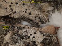 Arthopyrenia hyalospora image