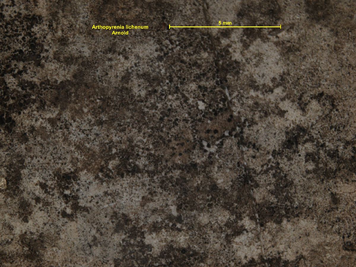 Arthopyrenia image