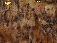 Arthopyrenia megalospora image
